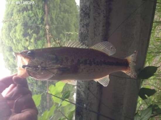 �֥�å��Х�