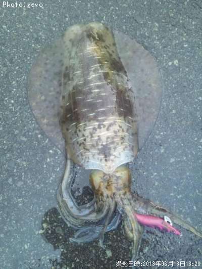 �����ꥤ��