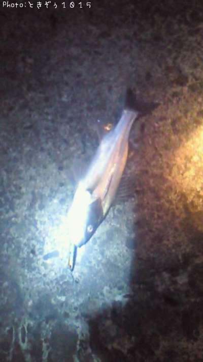 �����Х�