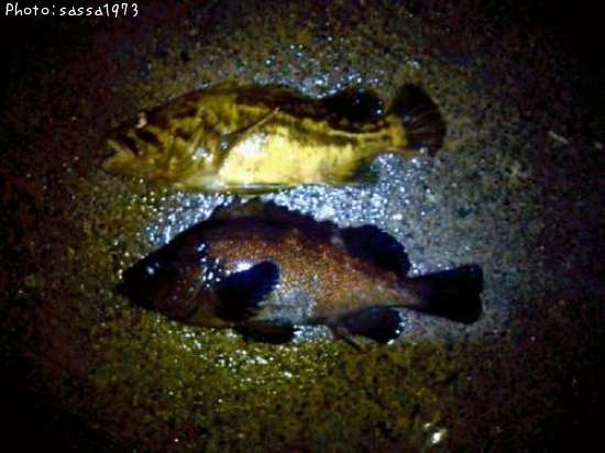 ������Х�