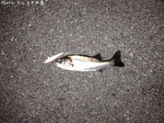 �����Х�