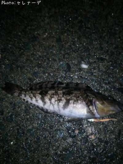 �����ʥ�