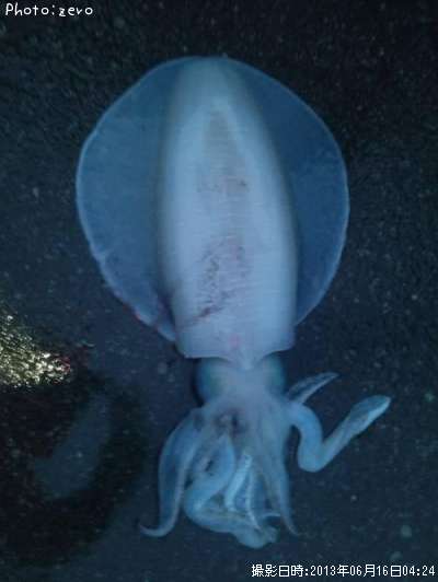 �����ꥤ��