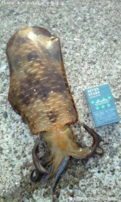 �����ꥤ��