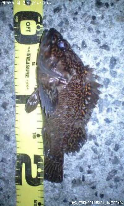 ���������饽��