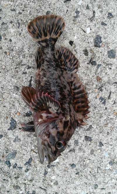 �����饽��