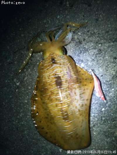 �����ꥤ��