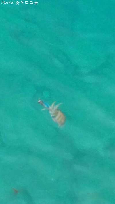 �����ꥤ��