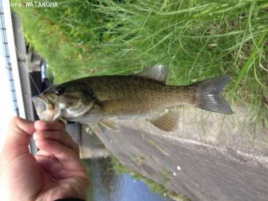 �֥�å��Х�