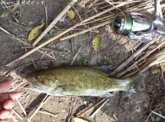 ���⡼��ޥ����Х�