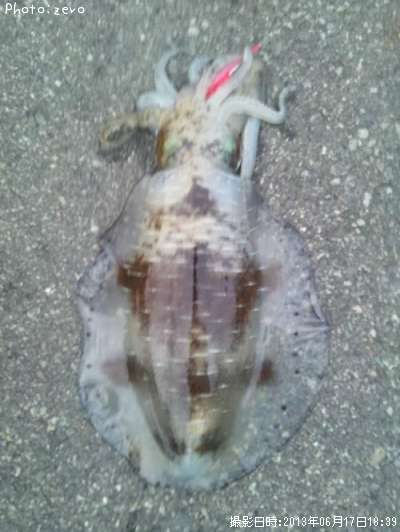 �����ꥤ��