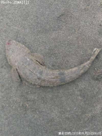 �ޥ���