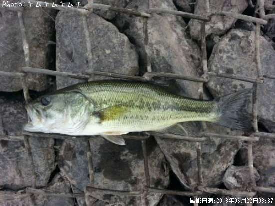 �֥�å��Х�