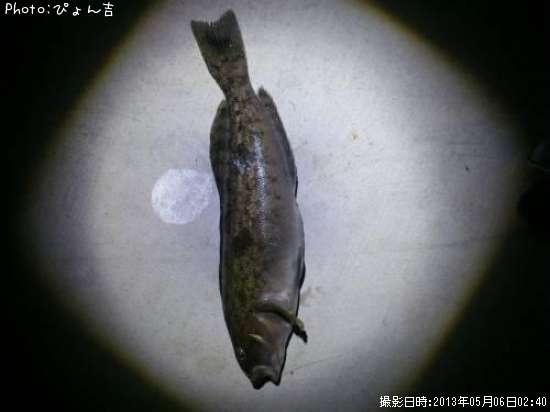 �����ʥ�