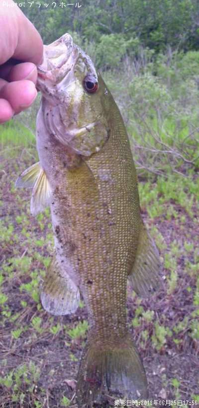 ���⡼��Х�