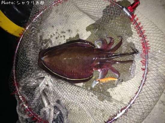 ��󥴥�����