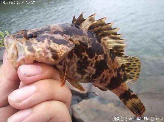 �����Υ���Х�