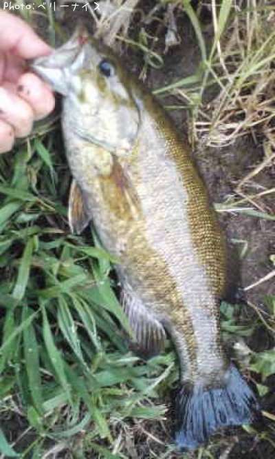 ���⡼��ޥ����Х�