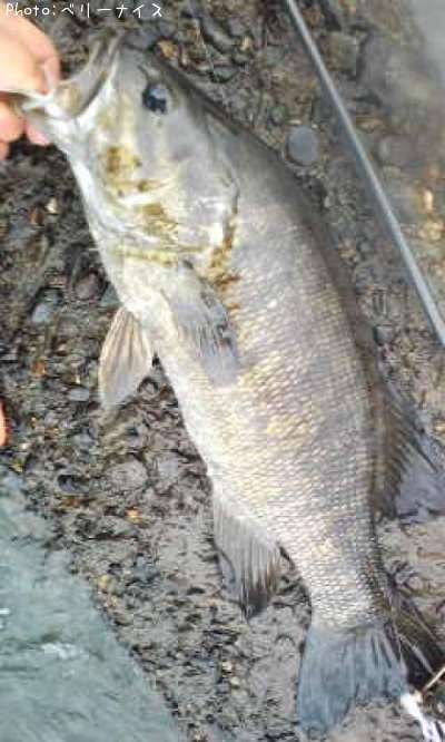 ���⡼��ޥ����Х�