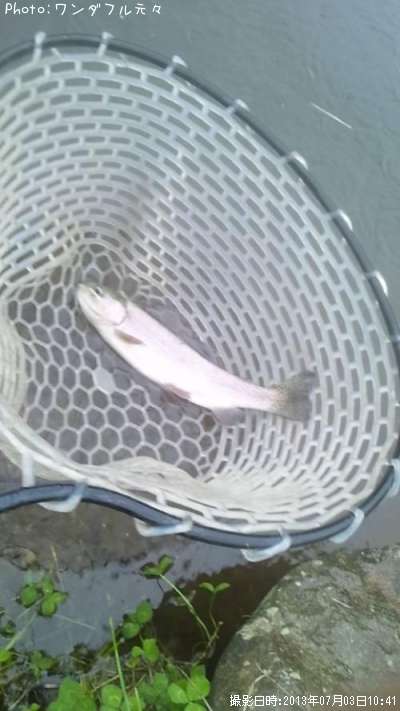 �쥤��ܡ��ȥ饦��