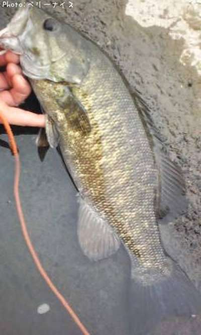 ���⡼��ޥ����Х�