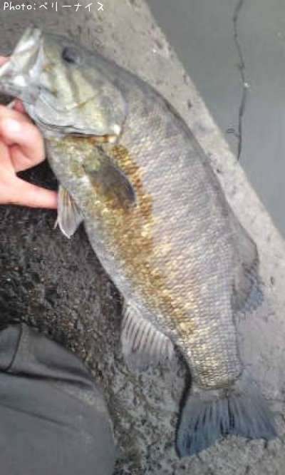 ���⡼��ޥ����Х�