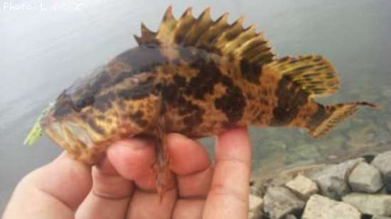 �����Υ���Х�