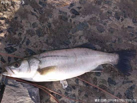 �����Х�