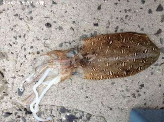 ��󥴥�����