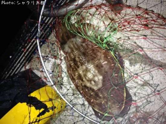 ��󥴥�����