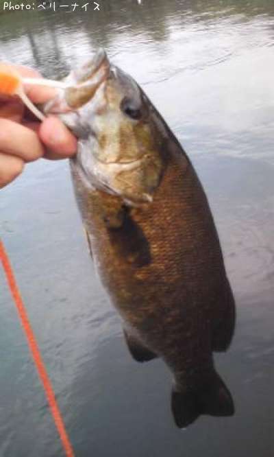 ���⡼��ޥ����Х�