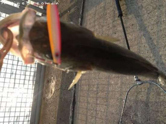 �����Х�