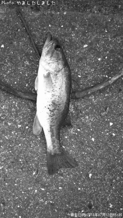 �֥�å��Х�