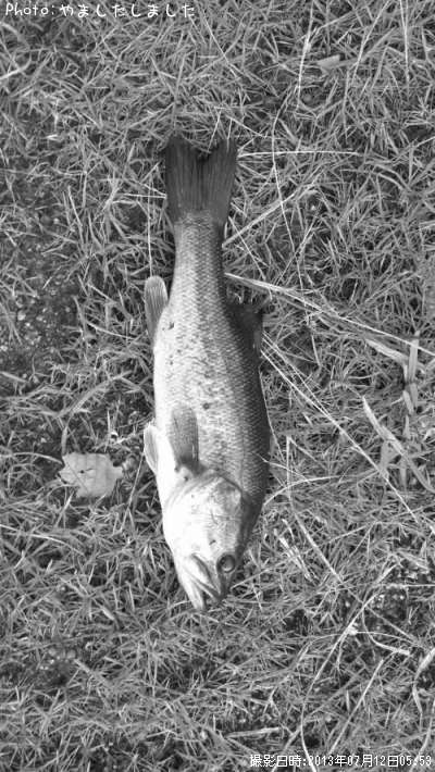 �֥�å��Х�