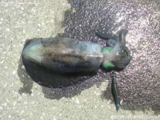 �����ꥤ��