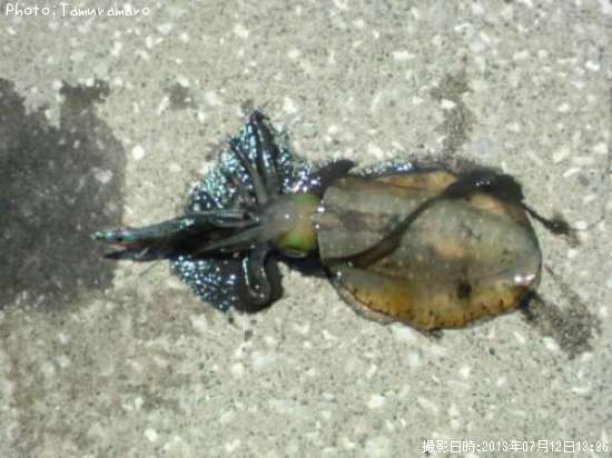 �����ꥤ��