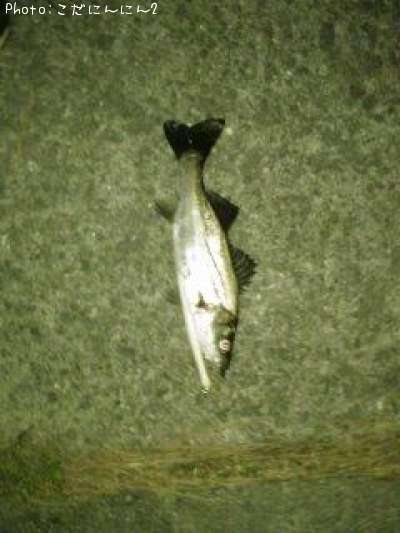 �����Х�