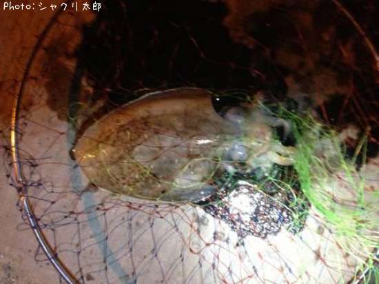 ��󥴥�����