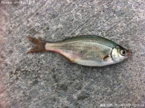 ���ߥ��ʥ�