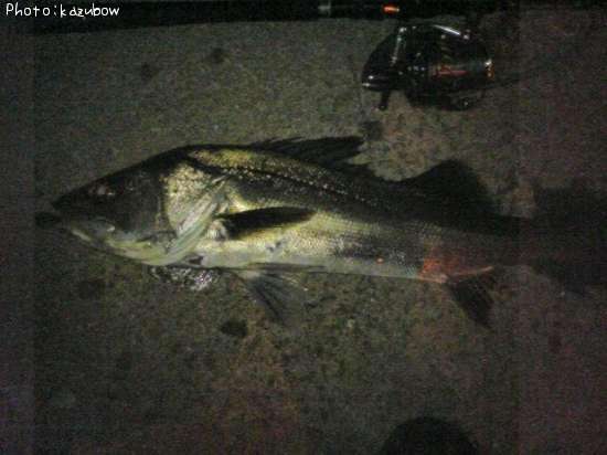 �ޥ륹����