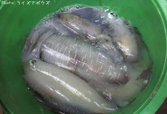 �����ꥤ��