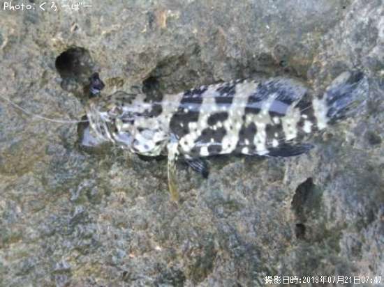 ����ե�ϥ�