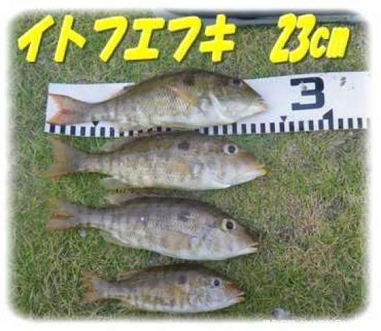 ���ȥե��ե�