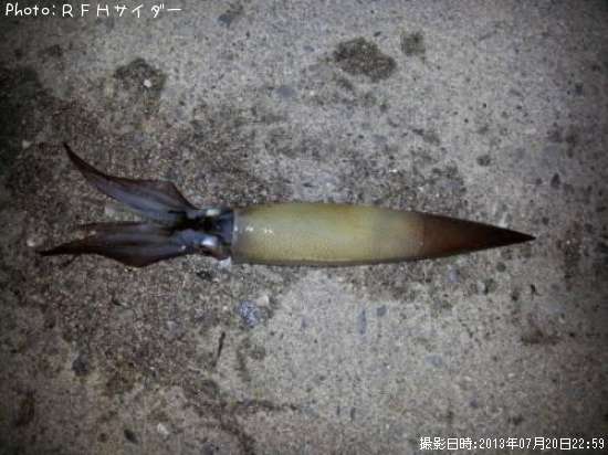 ����ᥤ��