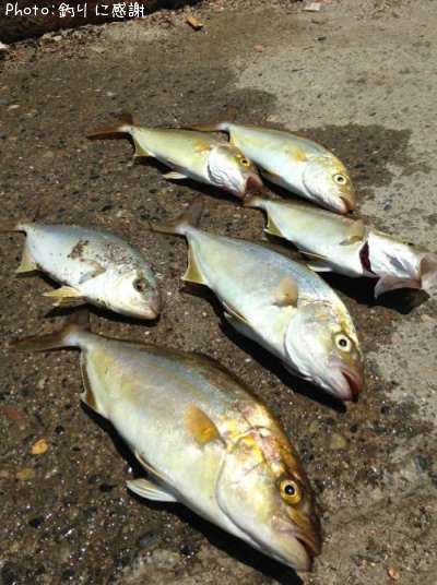 ���祴�ʥ���ѥ���