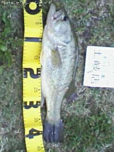 �֥�å��Х�