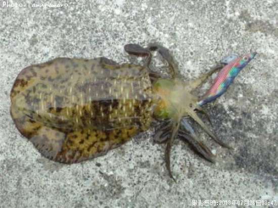 �����ꥤ��