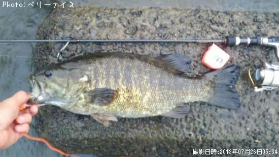 ���⡼��ޥ����Х�