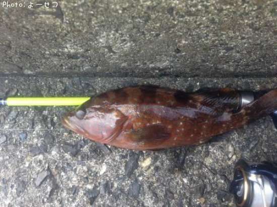 �����ϥ�