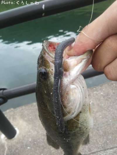 �֥�å��Х�